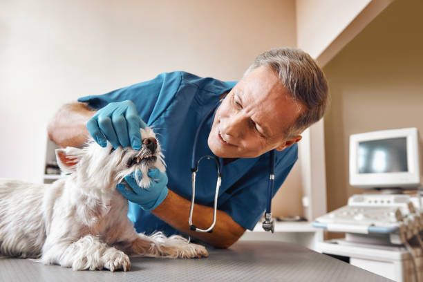 Best Emergency Dental Care for Broken or Chipped Teeth in Britt, IA